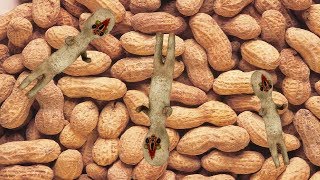 The Peanut - SCP: Secret Laboratory Moments 3!