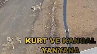 AÇ KURTLARIN KAÇIRDIĞI  KÖPEK VİDEOLARI(2023)