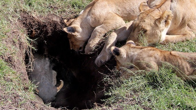 Men tasodifan uning mushukiga kirdim Onalar va xolalar porno videolar