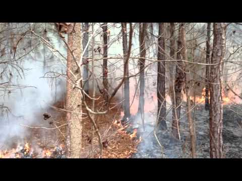 Control Burn of Planted Pines 1