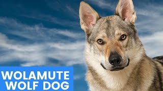 Walk On The Wild Side With The Wolamute Wolf Dog