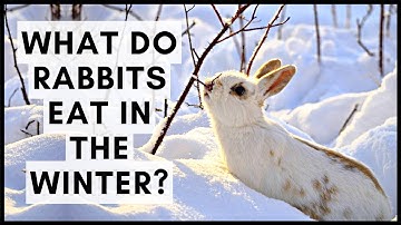 What Do Rabbits Eat in the Winter?