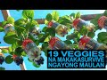 19 Veggies Na Makakasurvive Ngayong Maulan