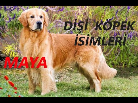 Video: 100 Av Köpeği İsimleri: Erkek ve Kadın