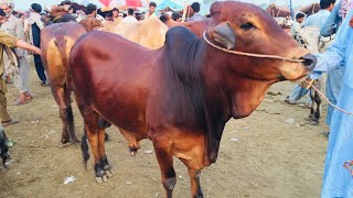 Cow Mandi 2021 || Cattle Market Lahore || Bakra Mandi Lahore 2021 || Bakra Eid 2021