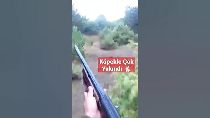 (SEZONDAN BİR HATIRA) TAVŞAN AVI #kopay #avcılar #yabantv #rabbit #hunter #hunting