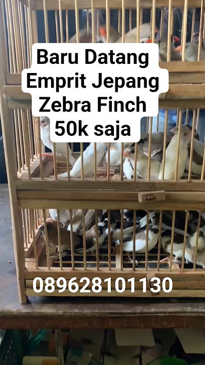 New Arrival Japanese Zebra Finch 50k only 089628101130