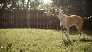 KHS waives adoption fees for eastern Kentucky animals