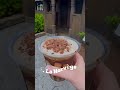 Drink around the World 🌎 #disney #waltdisneyworld #epcot