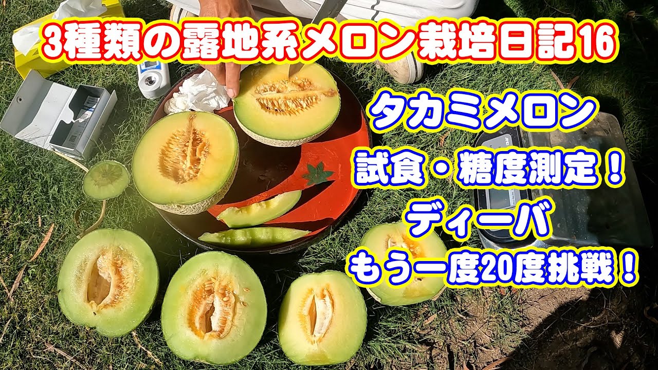 Three types of outdoor melon cultivation diary 16 Takami melon