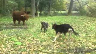 Snoet en Schotse Hooglanders 14-10-2010.AVI