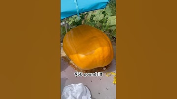 Day 56 of a giant pumpkin on a vine 🎃 #giantpumpkins #gardening #garden #fall