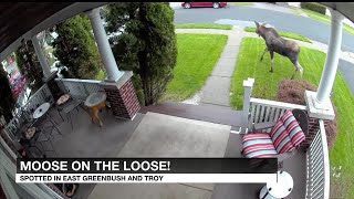 Moose on the loose in Troy, East Greenbush
