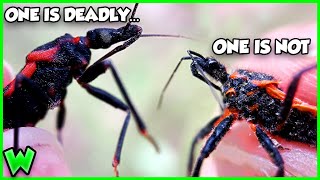 The DEADLIEST Bug in North America (and how to spot it!) ft. @TheWildlifeBrothers