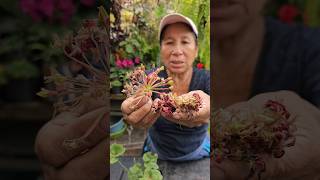 Como Plantar Geranios o Novios desde Semillas en Casa jardin flores shorts