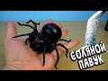 Соляной ПАУК