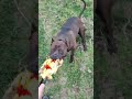 Толик на тренировках #shorts #wildlife #животные #собака #дагестан #топ