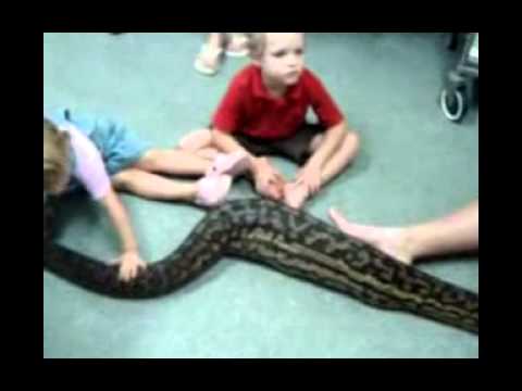 Amethystine (Scrub) Python gets a medical checkup after it ate a cat