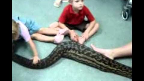 Amethystine (Scrub) Python gets a medical checkup after it ate a cat