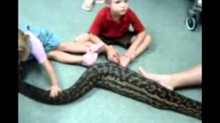 Amethystine (Scrub) Python gets a medical checkup after it ate a cat