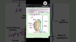 Neet Previous Year Questions Human Reproduction Leydig Cells