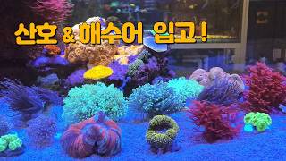 해수어 & 산호 수입~!