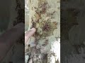 Bark lice disperse