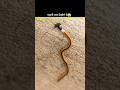 Hammerhead Worm Ka Dangerous Secret😱 #fact #amanzingfacts #trending #viral #animals