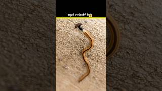 Hammerhead Worm Ka Dangerous Secret😱 #fact #amanzingfacts #trending #viral #animals