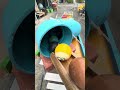 マーブルラン marble run マーブル界最強キャサリンと夏の楽しいひと時②