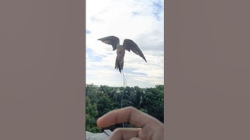 Cockatiel free fly training. #bird #cockatiel #cockatieltraining #cockatiels #everydaybirdshouse