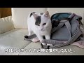 保護猫　ちびまる　安楽死と言われてから復活後…ぼく、お引っ越しできない！！