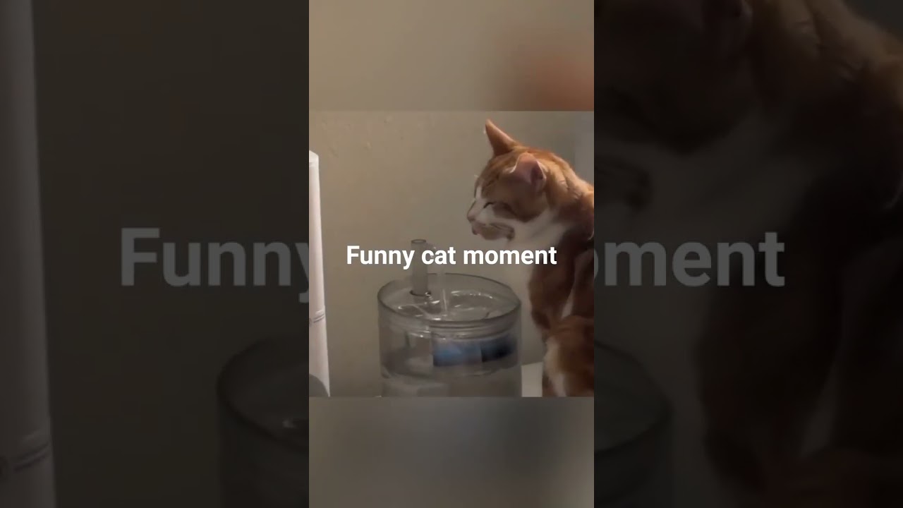 Funny cute cat compilation 