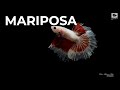 Pez betta Mariposa