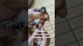Download Lagu Tutorial Pemasangan Ring Pada Anakan Murai Batu #muraibatu #subscribe #shorts #sub4sub MP3