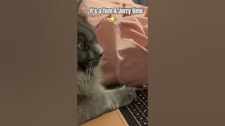 Video 6578061: mainecoon cats pets catlover, mainecoon catlover pets cute, cat cute tom