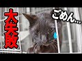保護した猫ちゃんが大失敗！反省する姿が可愛過ぎて泣きそう。。。