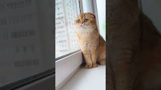 Спа-уход для котика 😺Важно следить за шубкой питомца,за глазами,за зубами! #котики