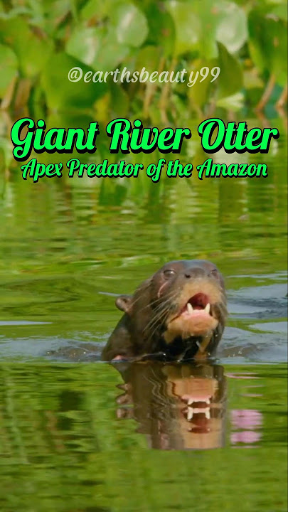 Giant River Otter: Apex Predator of the Amazon #shorts #animals