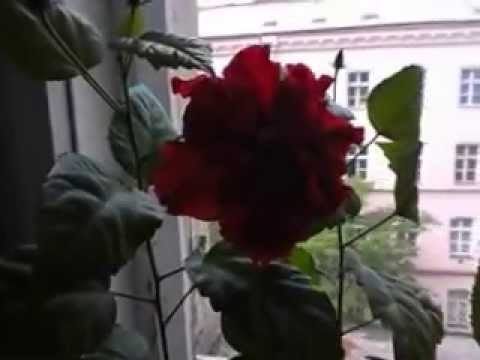 Video: Listy čínské Růže žloutnou A Opadávají: Co Dělat, Když Vnitřní Ibišek V Květináči Uvadne? Z Jakých Důvodů V Zimě Shazuje Listí? Jemnosti Domácí Péče