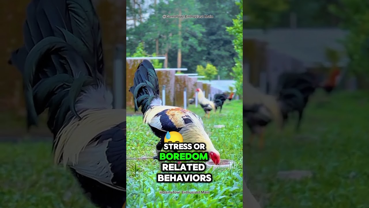 Raising Chickens Naturally: My Daily Routine with Happy Backyard Chickens