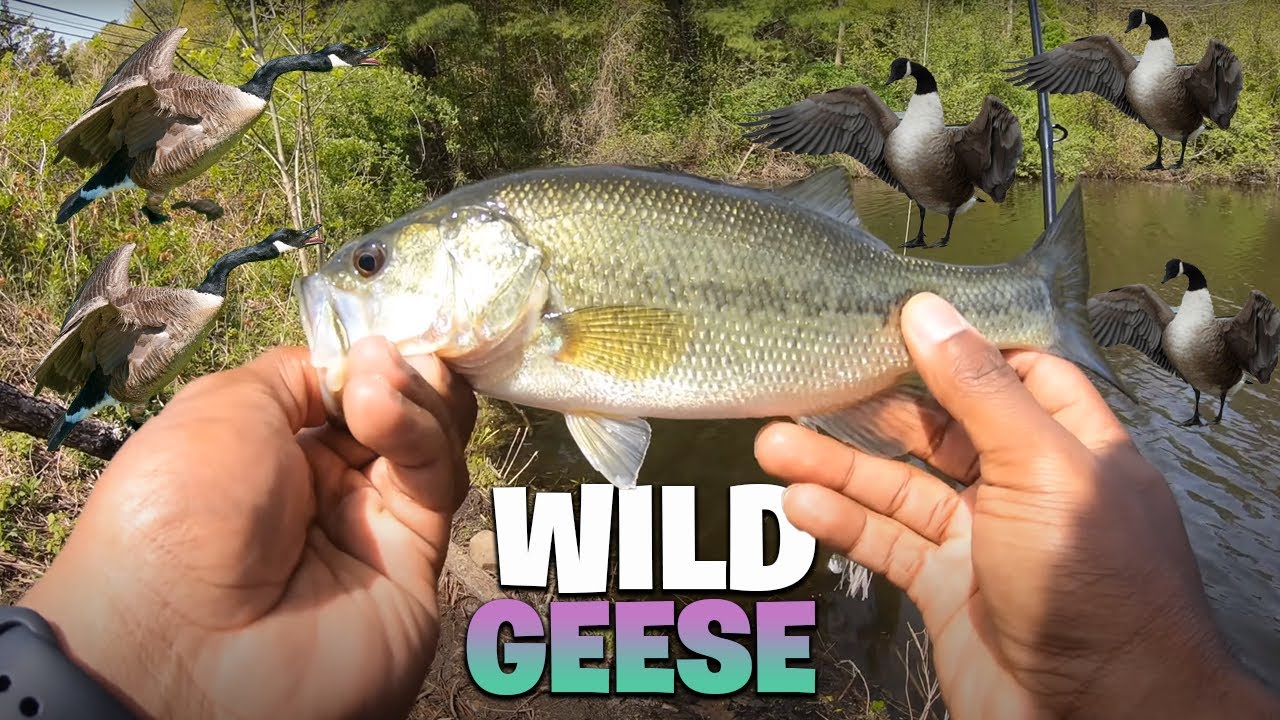 Catching Bass With Baby Geese?!? YouTube