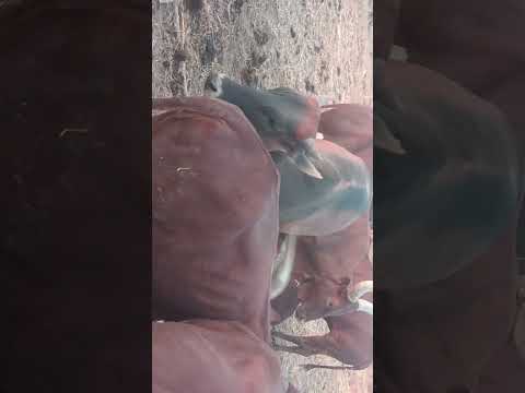 Feya Mayeka Nega Nipo Kabini Na Ng Ombe