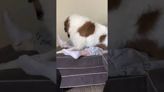 Saint Bernards... Not You're Typical Lap Dog.  #shorts #funnypetvideos #funnyanimals