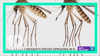 New invasive mosquito species spreading in Florida