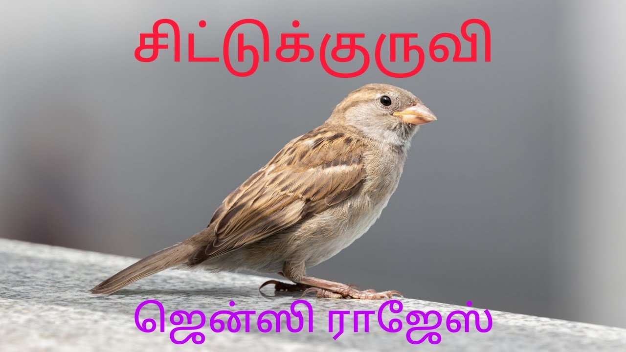 சிட்டுக்குருவி/ஒரு கவியின் கனவு/தமிழ் கவிதைகள்/Chittu kuruvi kavithai ...