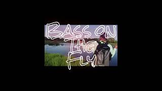 Florida Bass on a Fly #shorts #catchandrelease #flyfishing