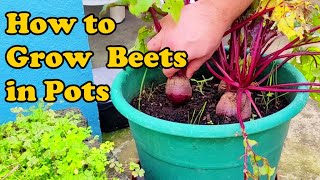 How to Grow Beetroots in Pots  THE BEST WAY TO DO IT