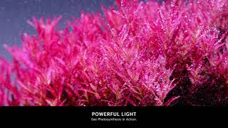 TWINSTAR LIGHT | Bring Your Aquascape to Life