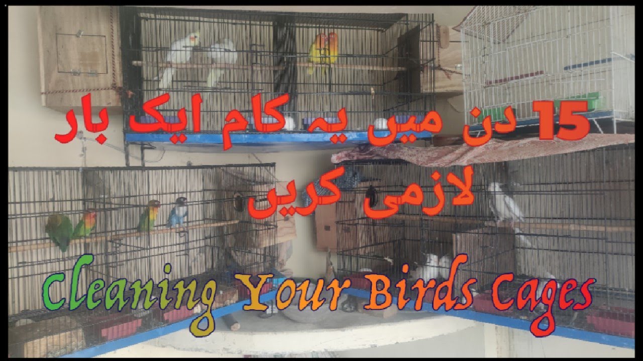 Birds Cage cleaning Healthy Birds Save your Birds & Cocktail YouTube